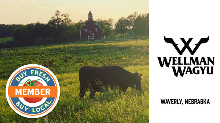 Spotlight image for Wellman Wagyu showing a cow in a pasture with a old red barn in the background